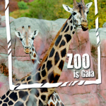 gaiazoo1