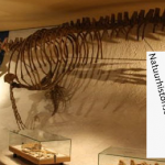 natuur historisch museum