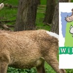 Wildpark Gangelt